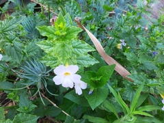 Thunbergia natalensis