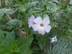 Thunbergia natalensis