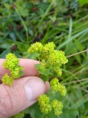 Alchemilla