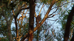 Accipiter virgatus