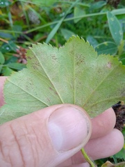 Alchemilla
