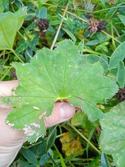 Alchemilla