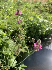 Sidalcea glaucescens