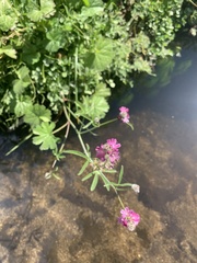 Sidalcea glaucescens