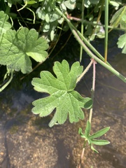 Sidalcea glaucescens