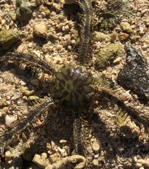 Ophiocoma scolopendrina