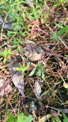 Goniaea australasiae