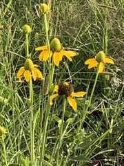 Rudbeckia texana