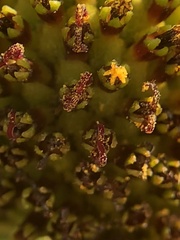 Rudbeckia texana