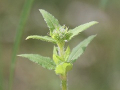 Opercularia hispidula