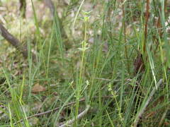 Opercularia hispidula