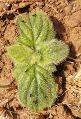 Berkheya setifera