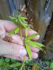 Trifolium lupinaster