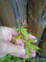 Trifolium lupinaster