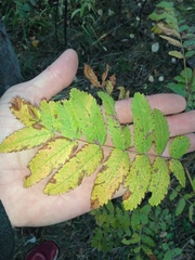 Sorbus sibirica