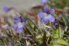 Pinguicula corsica