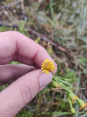 Limbarda crithmoides