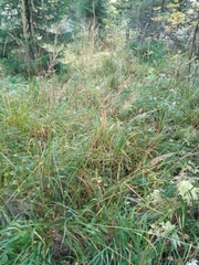 Agrostis gigantea