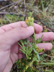 Limbarda crithmoides