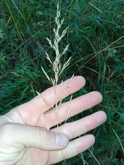 Agrostis gigantea