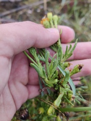 Limbarda crithmoides