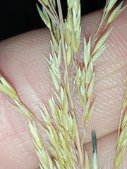 Agrostis gigantea