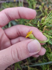 Limbarda crithmoides