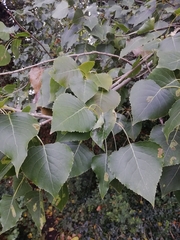 Populus nigra