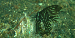 Platax batavianus