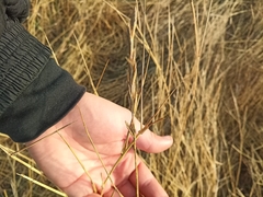 Leymus chinensis