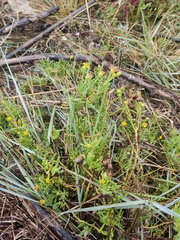 Limbarda crithmoides