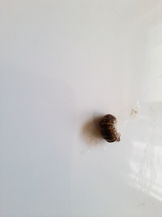 Armadillidium versicolor