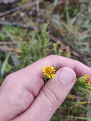 Limbarda crithmoides