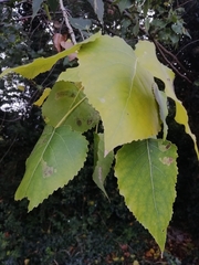 Populus nigra