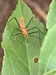 Zelus longipes