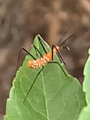 Zelus longipes