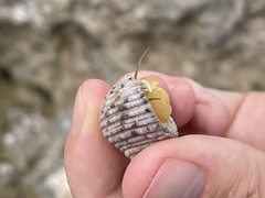 Nerita plicata