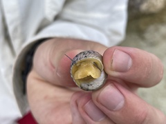 Nerita plicata