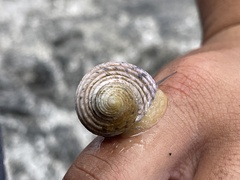 Nerita plicata