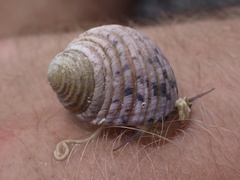 Nerita plicata