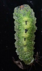 Epistrophe grossulariae