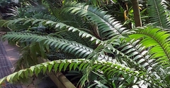 Encephalartos
