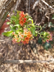 Combretum bracteosum