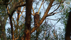 Accipiter virgatus
