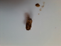 Armadillidium versicolor