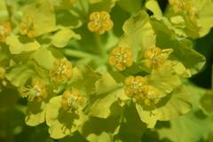 Euphorbia insularis