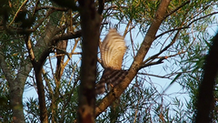 Accipiter virgatus