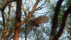 Accipiter virgatus
