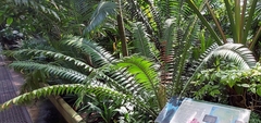 Encephalartos