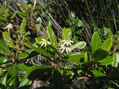 Scaevola montana
